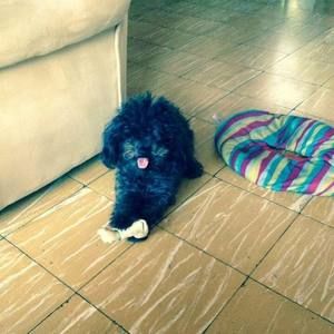 Meet your Posher, Tin cada